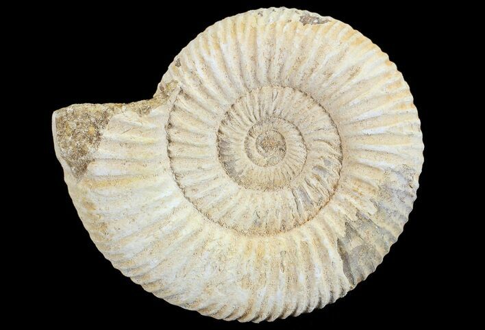 Perisphinctes Ammonite - Jurassic #68179